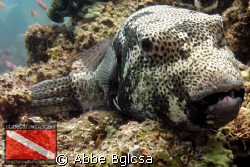 Puffer Posey... it seems enjoying to pose in front of the... by Abbe Bglcsa 